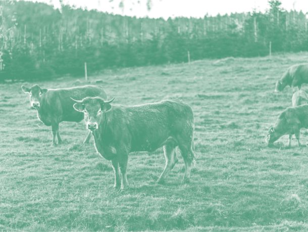 Specialization – Sustainable Livestock Value Chains