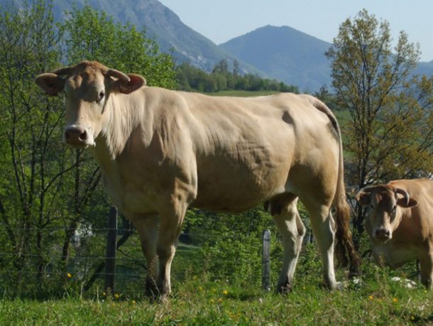 Herbivores