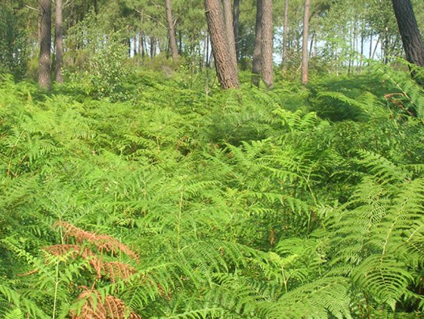 Interactions Soil Plant Atmosphere