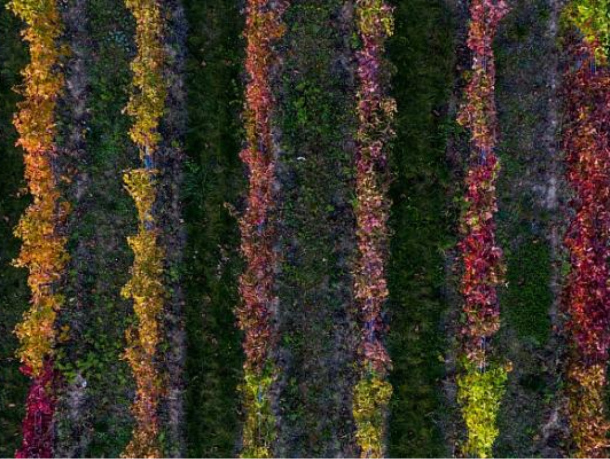 Adapting wine production to climate change