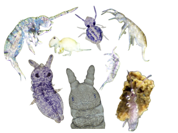 Winegrowing practices and soil biodiversity