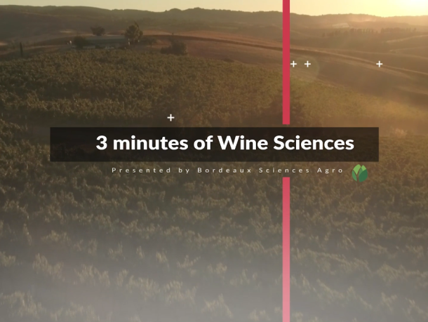 Discover the very first video of our new serie “3 minutes of Wine Science”