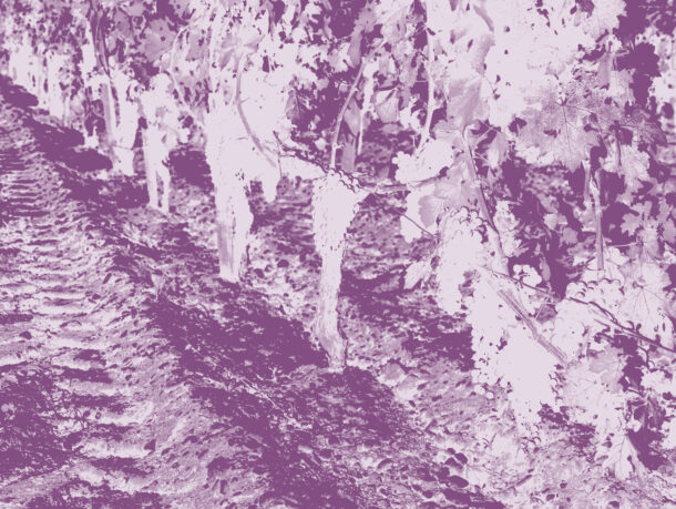 Sustainable soil management for fine wines | e-learning