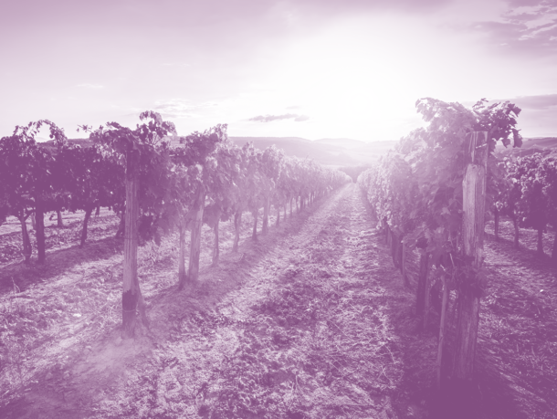Winegrowing’s hotter and drier future